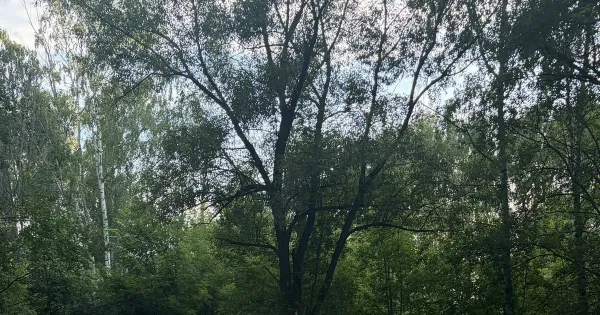Переполненные мусорные баки во дворе жилого дома на улице Звездной в Ярославле